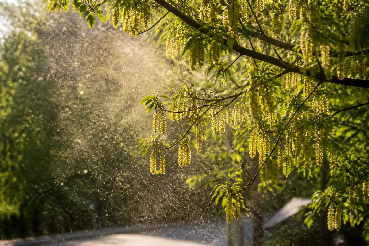 Seasonal Pattern — educational image for Allergy