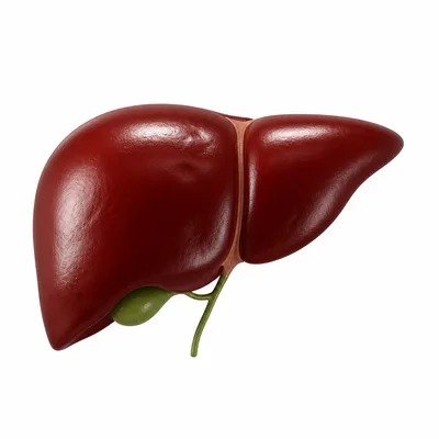 3D icon for liver cirrhosis treatment